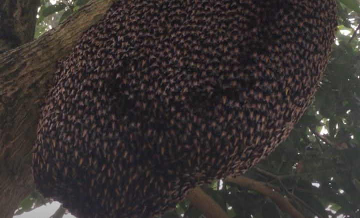 Un essaim d'abeilles font des vagues 1