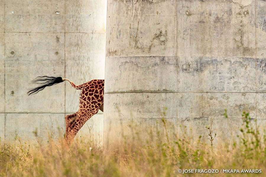 Photos gagnantes et superbes des "African Wildlife Photography Awards" 2022 16