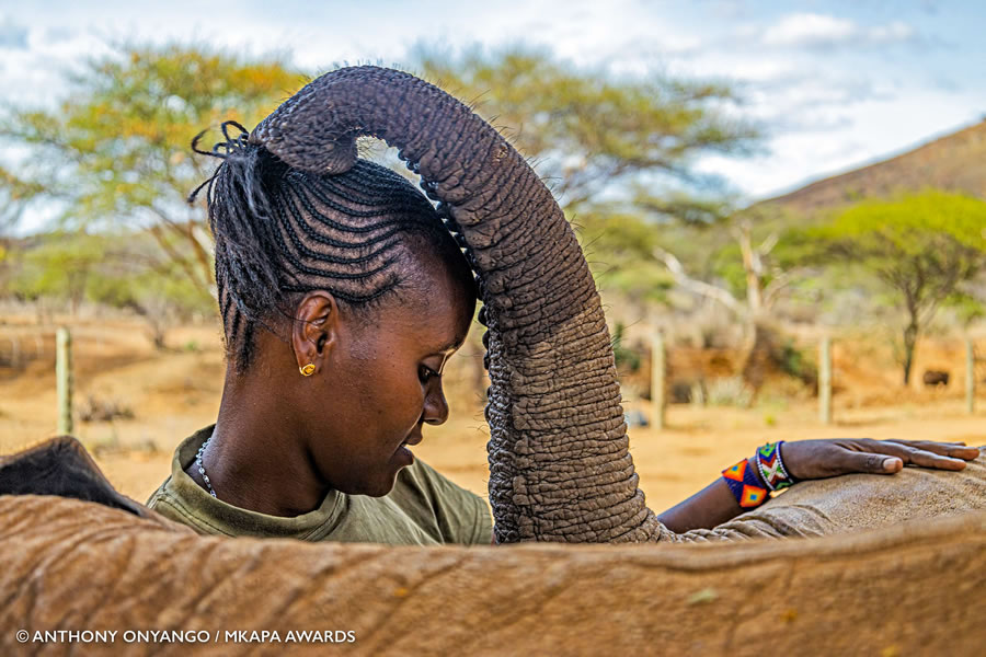 Photos gagnantes et superbes des "African Wildlife Photography Awards" 2022 17
