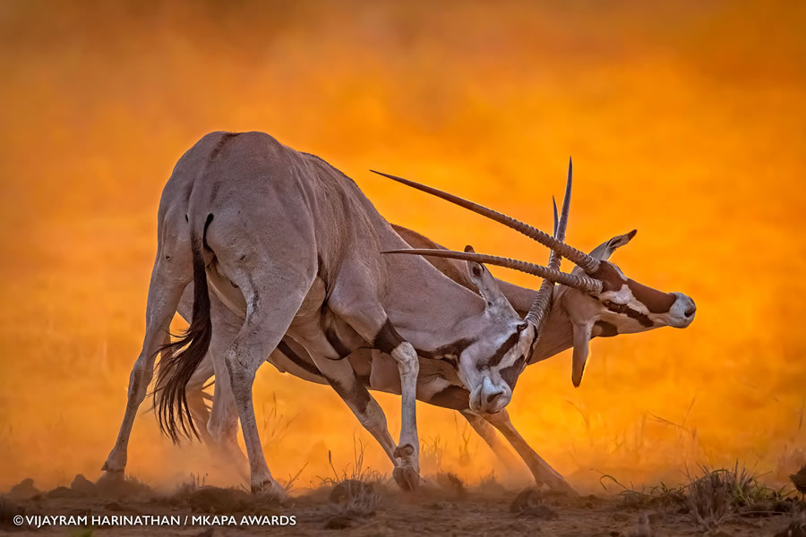 Photos gagnantes et superbes des "African Wildlife Photography Awards" 2022 24