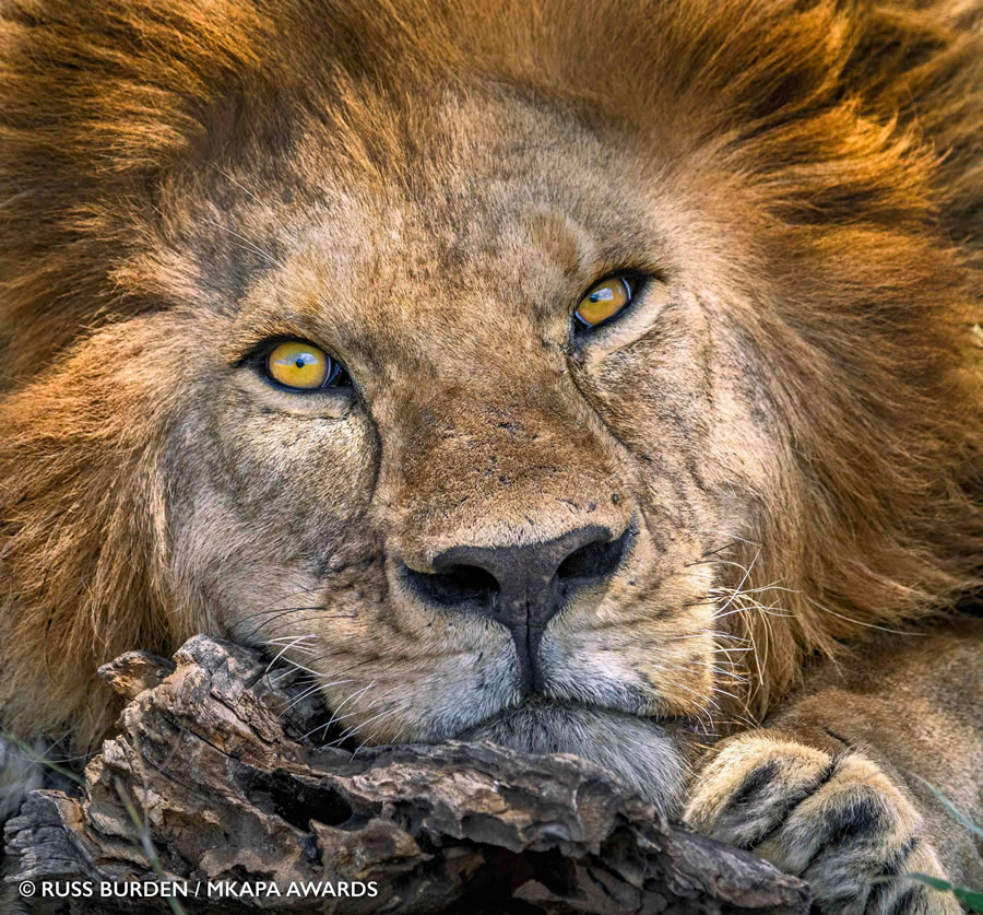 Photos gagnantes et superbes des "African Wildlife Photography Awards" 2022 25
