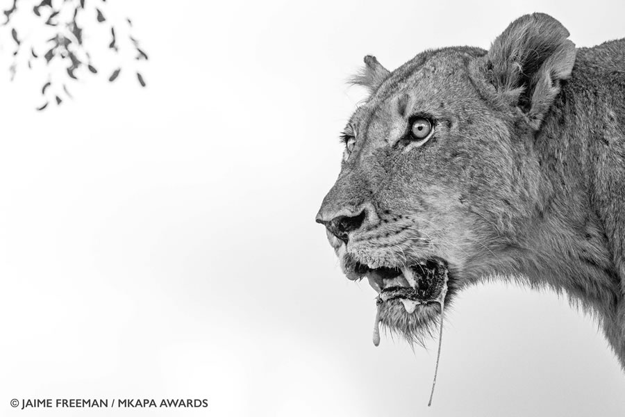 Photos gagnantes et superbes des "African Wildlife Photography Awards" 2022 26