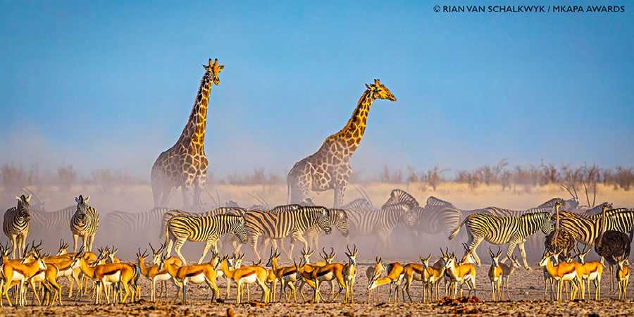 Photos gagnantes et superbes des "African Wildlife Photography Awards" 2022 5
