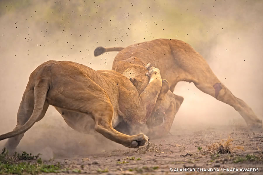 Photos gagnantes et superbes des "African Wildlife Photography Awards" 2022 8