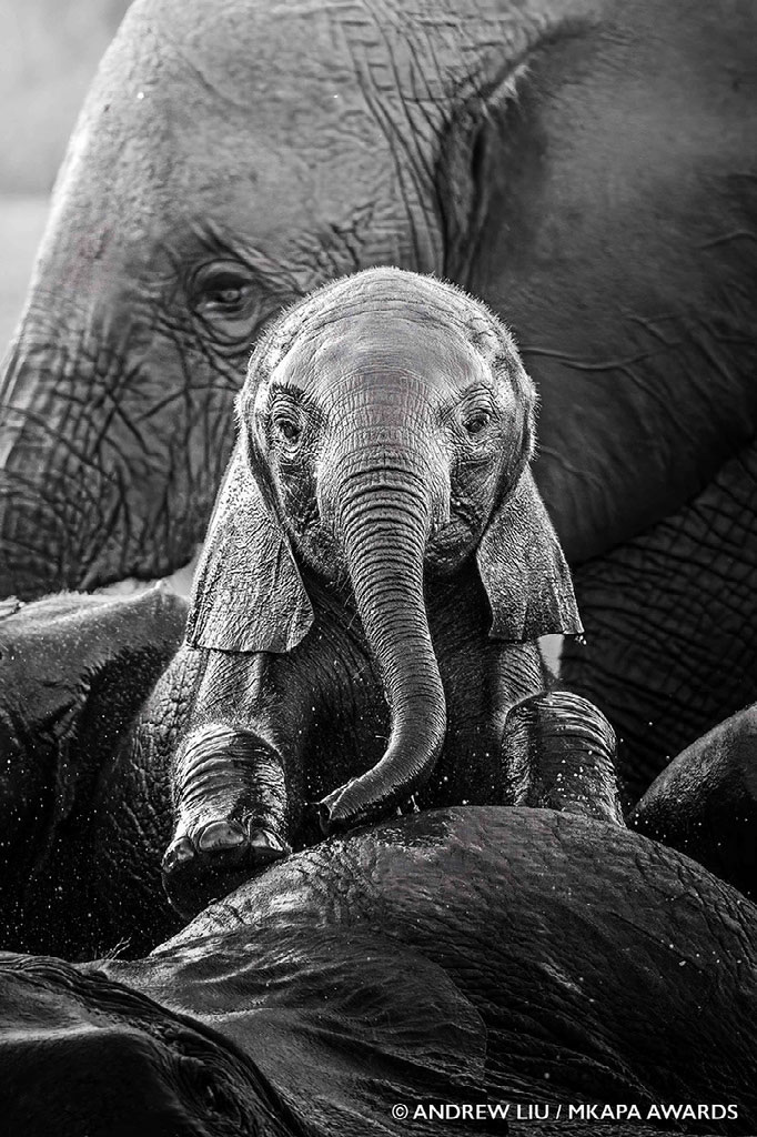 Photos gagnantes et superbes des "African Wildlife Photography Awards" 2022 11