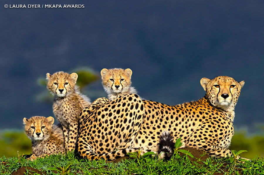 Photos gagnantes et superbes des "African Wildlife Photography Awards" 2022 12