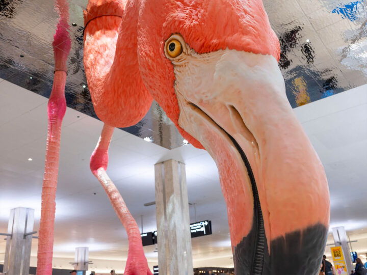 Street Art : Installation Flamingo Époustouflante par Matthew Mazzotta 1