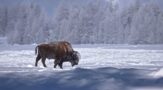 à quoi ressemble -37° en hiver au parc de Yellowstone ?