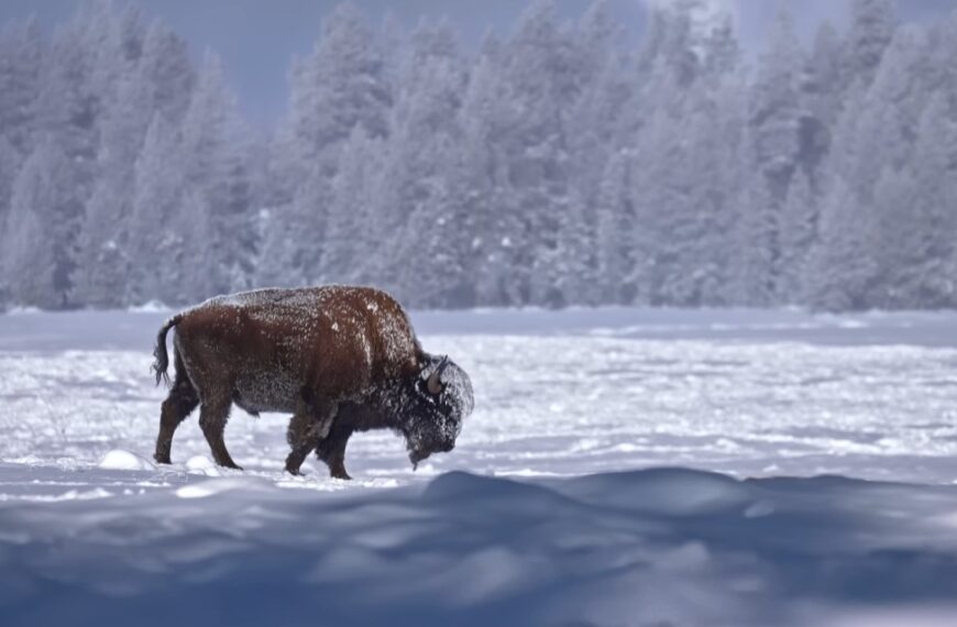 à quoi ressemble -37° en hiver au parc de Yellowstone ?